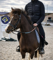 Vente de poney